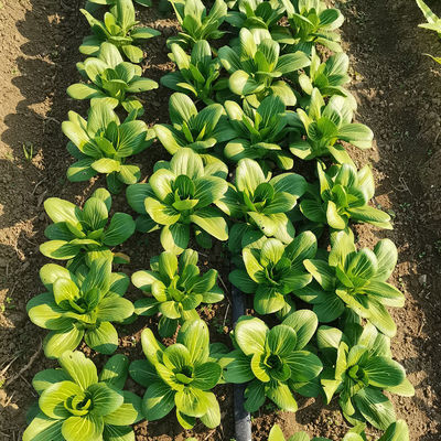 Brassicaceous Vegetable Organic Pesticide 0.01billion/ml SeNPV Without Residue for Kale Broccoli Cabbage