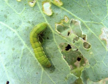 Organic Certification Biopesticide SeNPV Bt Kill Beet Armyworm Vegetable Garden