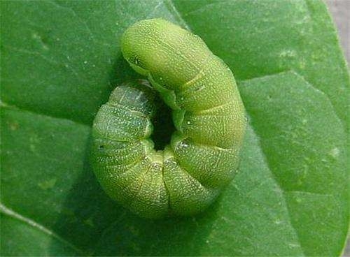 Green Vegetable Cabbage Caterpillar Control Organic  Biological Virus Pesticide PrGV for Plant