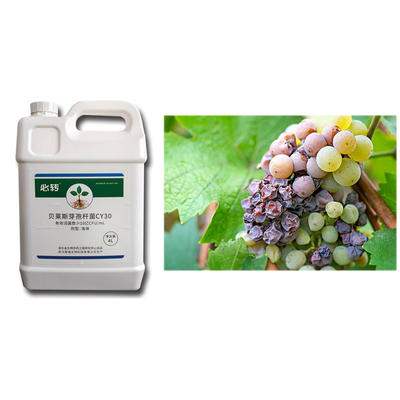Prevent Watermelon Chlorosis Stiff Seedlings Microbial Agent CY30 Bacillus Velezensis Bactericide