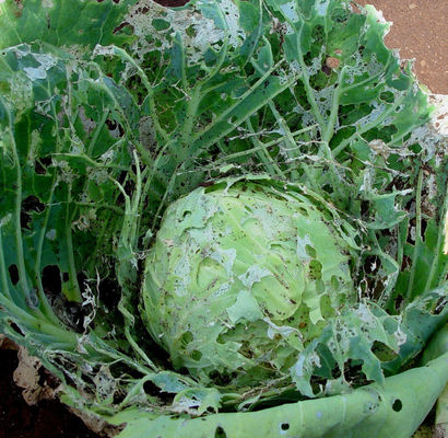 Bio pesticide company cabbage worm pest control organic