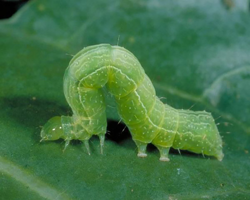 Organic Farming Kill Cabbage Worm PrGV Ecological Biological Pesticide Manufacturer  