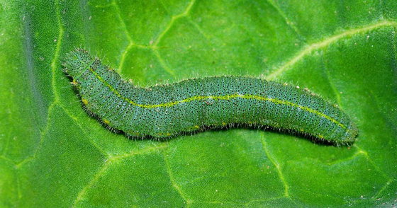 2 Years Shelf Life and Organic Pesticide for Cabbage cabbage worm damage spray Application Method