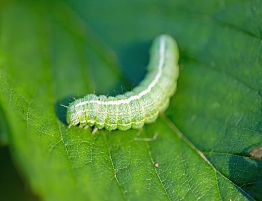 2 Years Shelf Life and Organic Pesticide for Cabbage cabbage worm damage spray Application Method