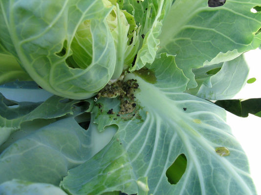 SC Formulation Biological Insecticide for No Residue Long-Lasting Pest Prevention with 2 Years Shelf Life