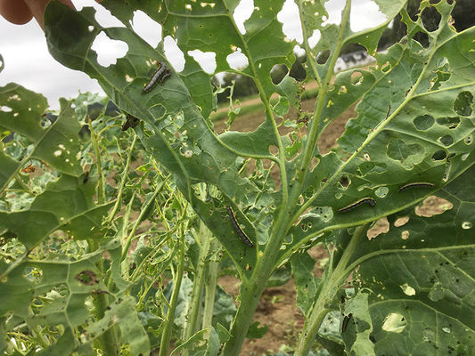 SC Formulation Biological Insecticide for No Residue Long-Lasting Pest Prevention with 2 Years Shelf Life