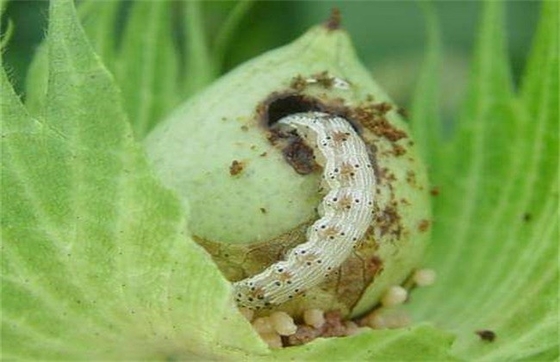 Farm Cotton Tobacco Hot Pepper Organic Insectcide Bollworm Prevention Control Killing