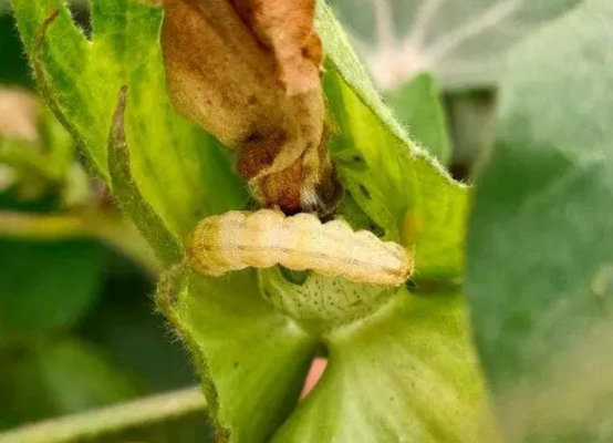 Miraculous effect cotton bollworm killer bio pesticide aircraft spraying HaNPV bacillus thuringiensis