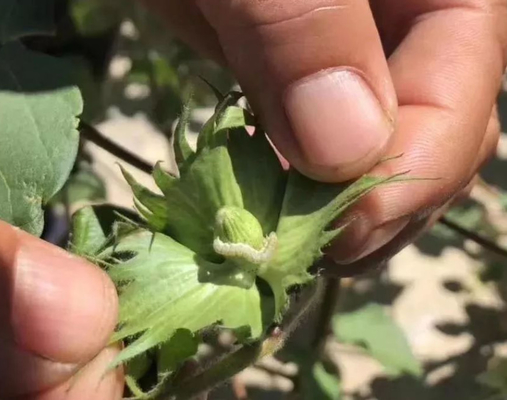 Farm Cotton Tobacco Hot Pepper Organic Insectcide Bollworm Prevention Control Killing