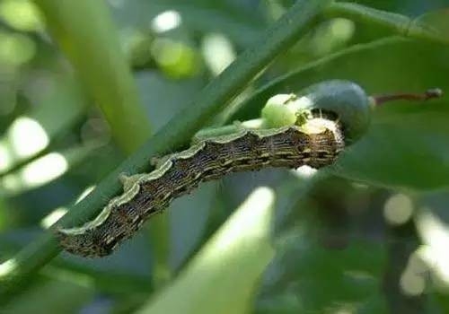 Miraculous effect cotton bollworm killer bio pesticide aircraft spraying HaNPV bacillus thuringiensis