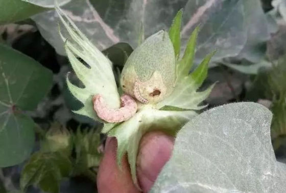 Cotton Organic Pesticide Without Chemical Residue Control Cotton Pepper Pests Oriental Tobacco Budworm
