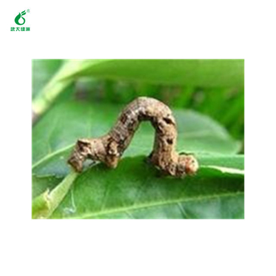 Organic Pesticide Good Taste Kill Tea Geometrid Caterpillar Fly Without Residue