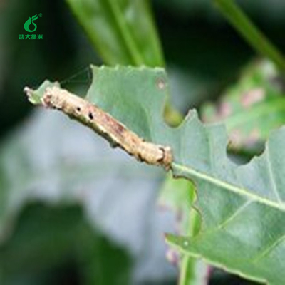 Green Black Tea Plant Organic Verified Pesticide Spray EoNPV Nuclear Polyhedrosis Virus