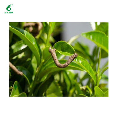 Wholesale China Factory Bacterial Tea Tree Insecticide Caterpillar Killer No Pesticide Residue