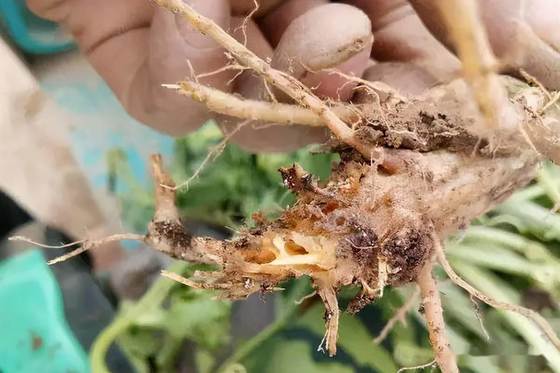 Low Cost Fertilizer 1 Billion CFU/mL Fungicide CY30 Cure Plant Disease Increase Yield Promote Production