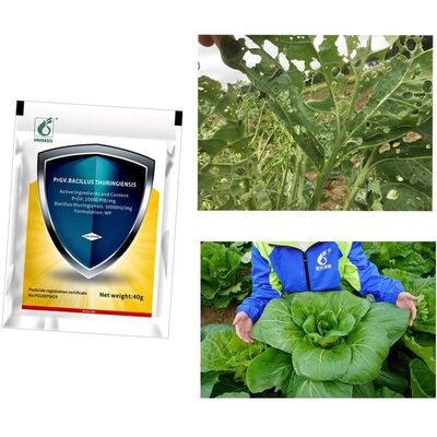 Fall Army Worm beet Army Worm caterpillar small Cabbage Moths safe healthy organic vegetable insecticide production using microorganism source for effective pest control