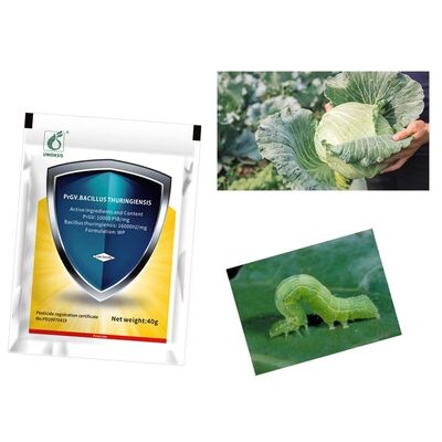 Fall Army Worm beet Army Worm caterpillar small Cabbage Moths safe healthy organic vegetable insecticide production using microorganism source for effective pest control