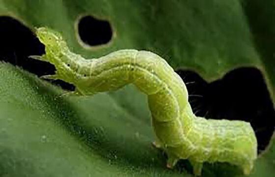 Biodegradable Natural Vegetable Insecticides with Active Content Sc 10 Million PIB mg PrGV 0.2 Bt Supporting Sea Land Air Shipping Pest Control