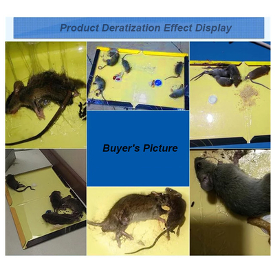 Sticky Family Home Pest Killer Mouse And Rat Glue Board 21x34cm PD20092500