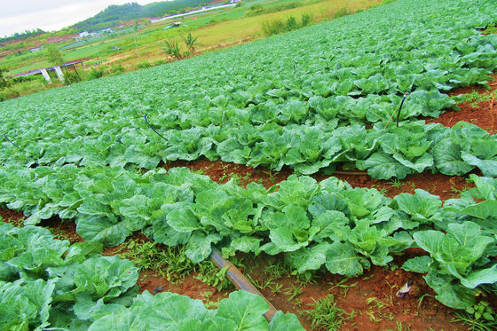PrGV+Bt Biological Pesticide - Natural Vegetable Insecticide with 10000 PIB/mg PrGV+16000IU/mg Bt for Plutella xylostella, Eco-Friendly Organic Pest Control Spray