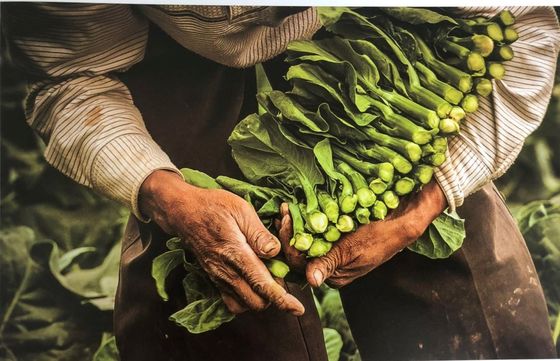 100% Natural Organic Pesticide Effective Against Cabbage Worm with Low Toxicity and Residue for Vegetables