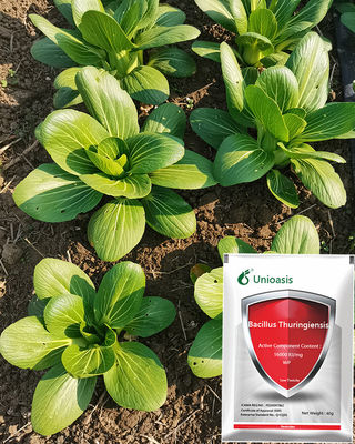 Pure Biological Powder 16000 IU/mg BT Factory Supply Control Vegetables Rice Corn Pests