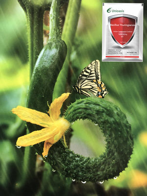 16000 IU/mg Bacillus Thuringiensis Insecticide for Lepidoptera Pest Control with Organic Certification