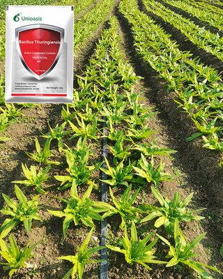 Bacillus Thuringiensis Insecticide 16000 IU/mg for Lepidopteran Pest Control in Organic Farming